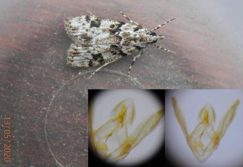 Eudonia delunella