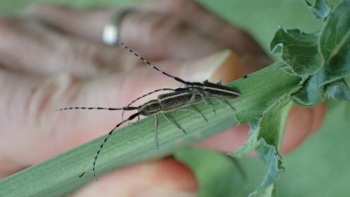 Réf. 258 135 : Agapanthia suturalis