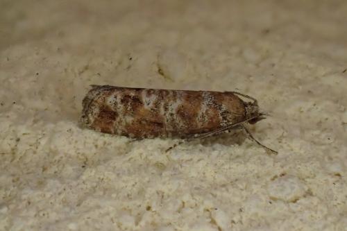 Rhyacionia pinivorana