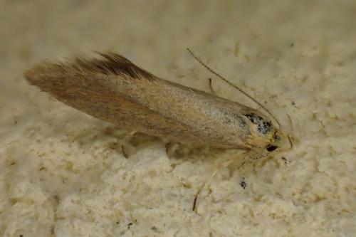 Crassa sp.