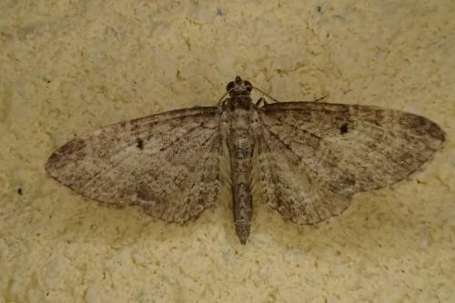 Eupithecia sp.