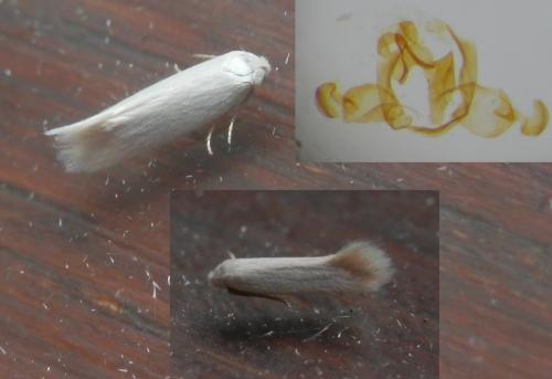 Opostega salaciella