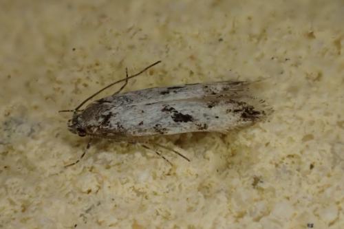 Stenolechiodes pseudogemmellus