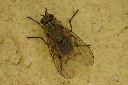 Phaonia tuguriorum
