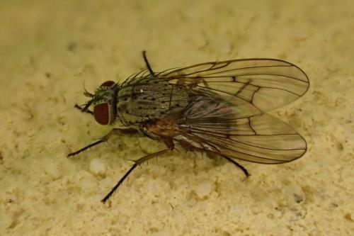 Phaonia tuguriorum