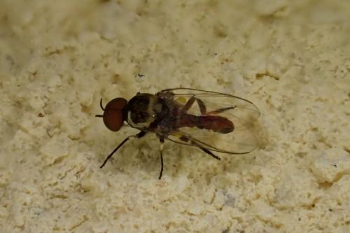 Réf. 258 605 : Simulium sp.