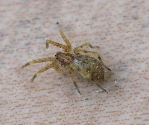 Zoropsis sp.
