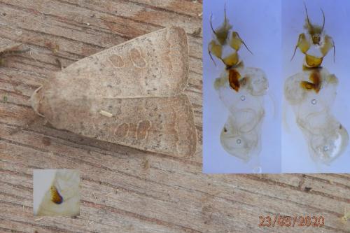 Hoplodrina ambigua
