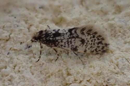 Eudarcia sp.