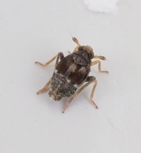 Megamelodes quadrimaculatus