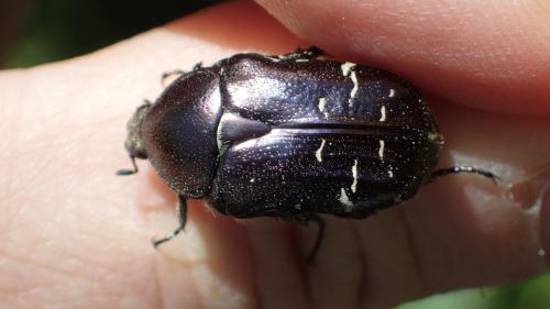Cetonia aurata
