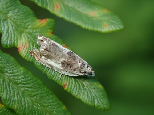 Réf. 258 228 : Ancylis laetana