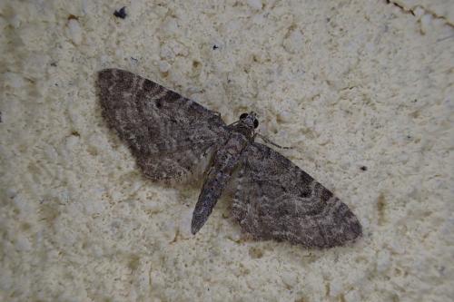 Réf. 258 754 : Eupithecia subfuscata