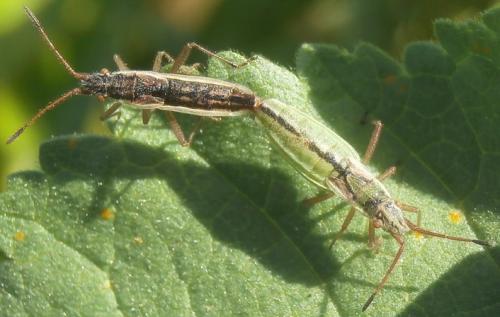 Réf. 258 723 : Myrmus miriformis