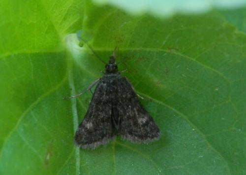 Heliothela wulfeniana
