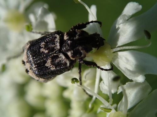 Réf. 258 214 : Valgus hemipterus