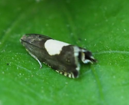Réf. 258 727 : Pammene regiana