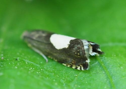 Pammene regiana