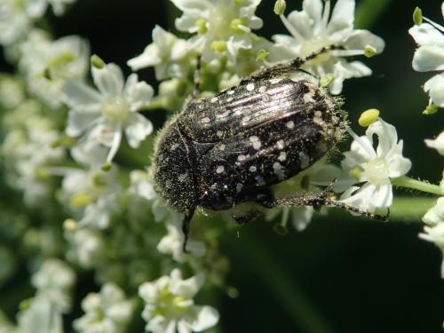 Réf. 258 186 : Oxythyrea funesta
