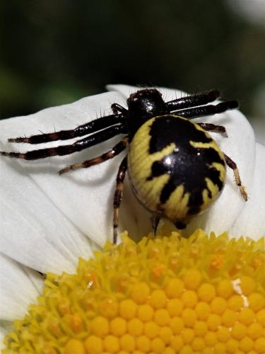 Réf. 258 431 : Synema globosum