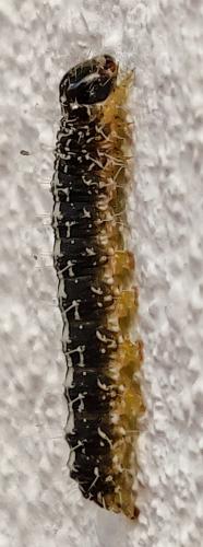 Réf. 258 211 : Nyctobrya muralis