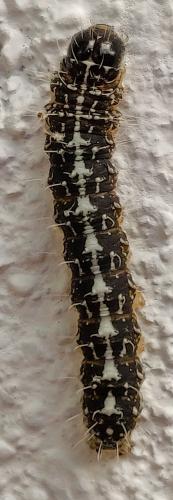 Réf. 258 213 : Nyctobrya muralis