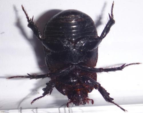 Pentodon bidens