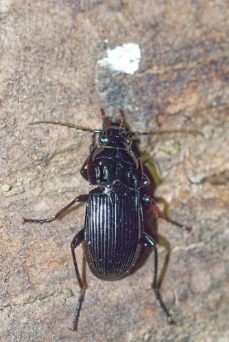 Abax parallelepipedus