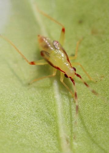 Campyloneura virgula