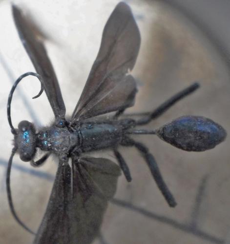 Réf. 258 783 : Chalybion sp.
