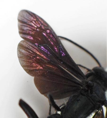 Réf. 258 808 : Chalybion sp.