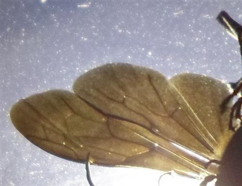 Chalybion sp.