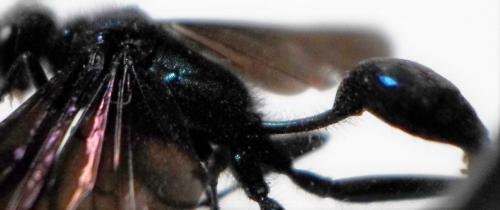 Réf. 258 909 : Chalybion sp.