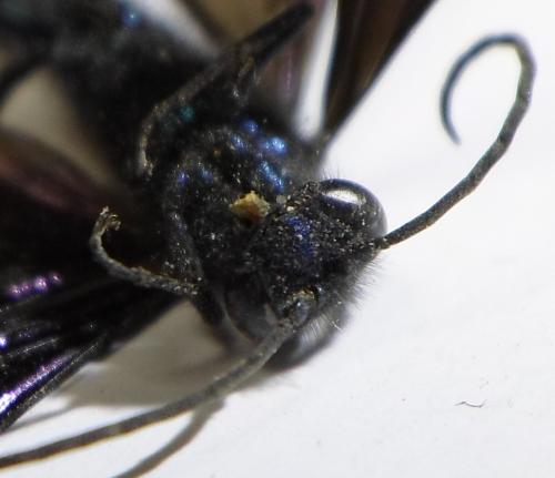 Chalybion sp.