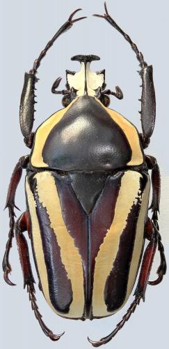 Dicronorhina derbyana conradsi