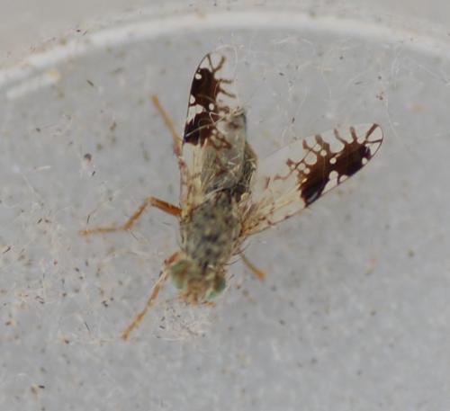 Réf. 258 574 : Tephritis divisa
