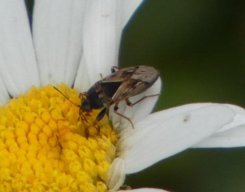 Réf. 258 122 : Trapezonotus sp.