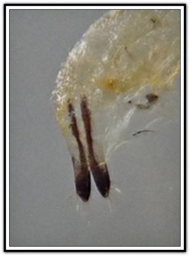 Altica sp.