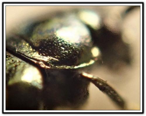 Altica sp.