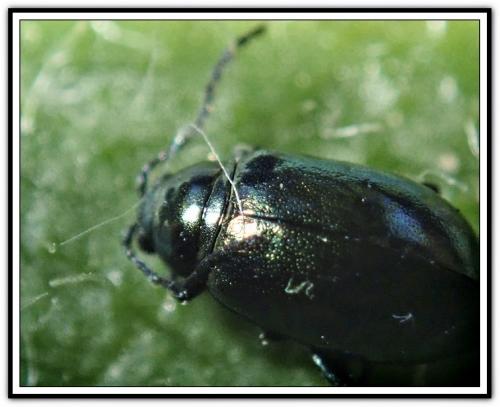 Réf. 258 848 : Altica sp.