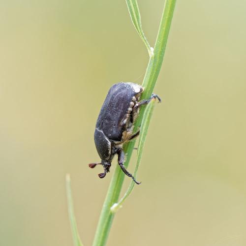 Netocia oblonga