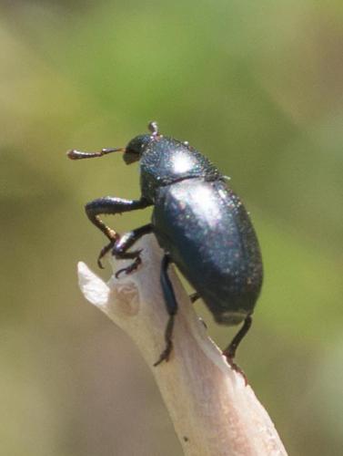 Réf. 258 001 : Malvaevora timida
