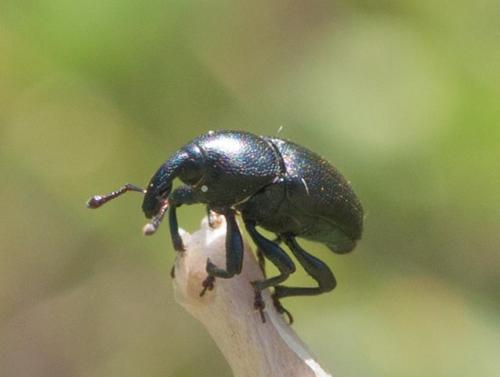 Réf. 258 002 : Malvaevora timida