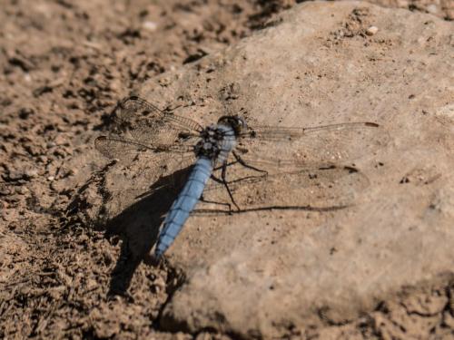 Réf. 258 019 : Orthetrum brunneum