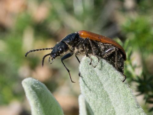 Omophlus sp.