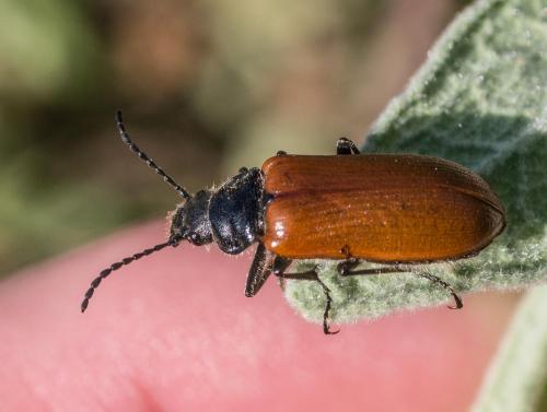 Omophlus sp.
