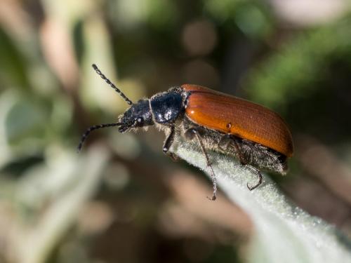 Omophlus sp.