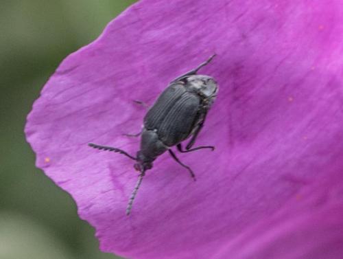 Bruchidius sp.