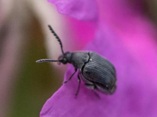Bruchidius sp.