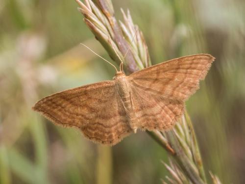 Réf. 258 638 : Idaea ochrata